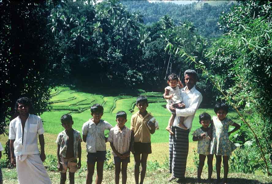 Rizières Sri Lanka